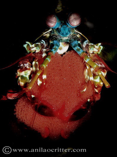 Divers and Critters - Anilao Diving Underwater Photography,Anilao Batangas.